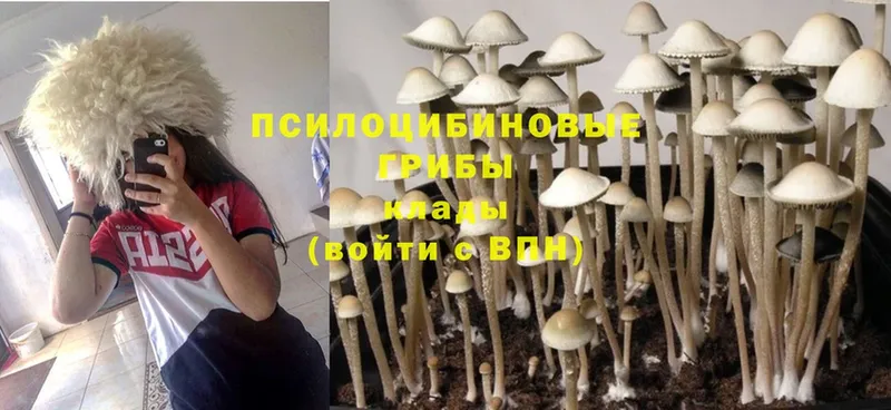 наркотики  Нижняя Тура  Псилоцибиновые грибы Psilocybine cubensis 